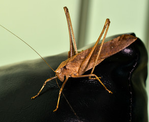 brown leaf locust grasshopper