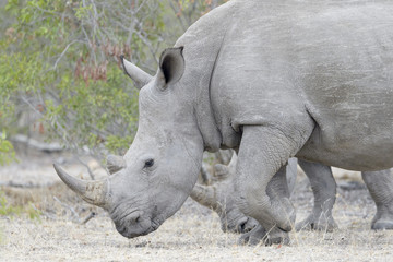 White rhinoceros (Ceratotherium simun), eating, Kruger National Park, South Africa