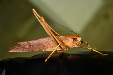 brown leaf locust grasshopper