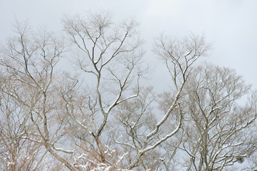 Dry tree branches covered with snow. Background with gray sky. Shizuoka Prefecture, Japan. Winter of February 2011.