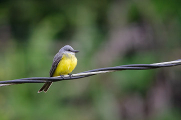 Tropical Kingbird (Tyrannus melancholicus) perching on a wire, Costa Rica