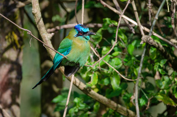 Blue-crowned Motmot (Momotus momota) in Monteverde, Costa Rica
