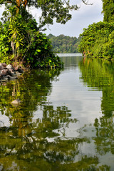Rainforest lake reflections