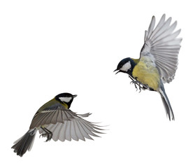 two great tits in flight isolated on white - obrazy, fototapety, plakaty