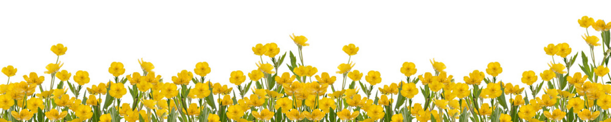 yellow buttercup flowers stripe on white