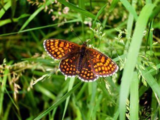 Heath Fritillary butterfly
