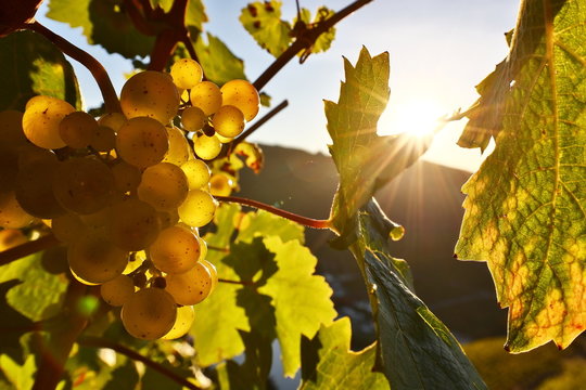 Riesling Rebstock