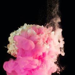 ink in water - pink ink smoke  around a hydrangea flower on a black background