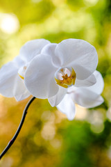 Branch of a white orchid on a green natural background 