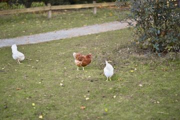 chicken searcing for food in publick park, during autumn season.