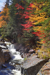Beautiful Fall colors and fauna of the White Mountain National Forest in New Hampshire, USA