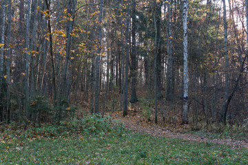 forest in autumn