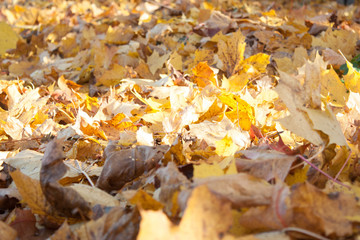 autumn leaves on ground