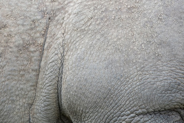 Fototapeta premium Close up of the textured skin of an East African black rhinoceros. Photographed at Port Lympne Safari Park near Ashford Kent UK.