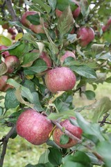 fall, autumn, apples, orchard, red, gold, golden, leaves, pumpkins, orange