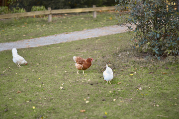 chicken searcing for food in publick park, during autumn season.