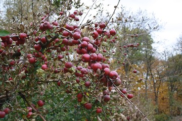 fall, autumn, apples, orchard, red, gold, golden, leaves, pumpkins, orange