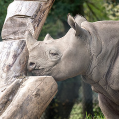 Naklejka premium East African black rhino in profile. Photographed at Port Lympne Safari Park near Ashford Kent UK. 