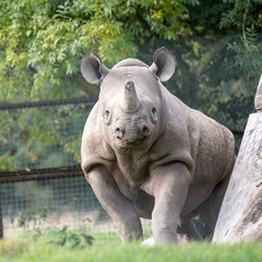 Obraz premium ast African black rhinoceros looking straight to camera. Photographed at Port Lympne Safai Park near Ashford Kent UK.