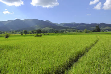 Green field and high mountains with blue sky.