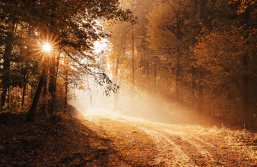Sunrise at the empty forest road, on a foggy, autumn morning  with copy space