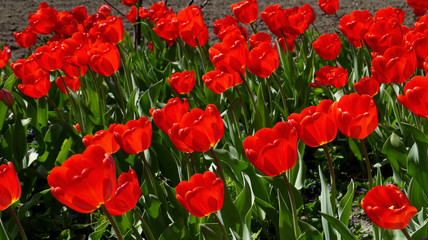 Obraz premium Цветущие красивые красные тюльпаны.