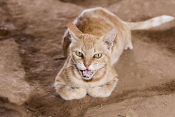 Obraz premium Potrait of cute Brown Cat outdoors 