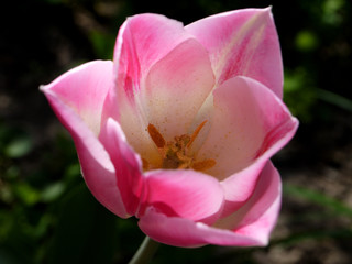 Fototapeta na wymiar Растущий розово-белый тюльпан