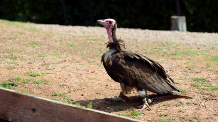 Vulture