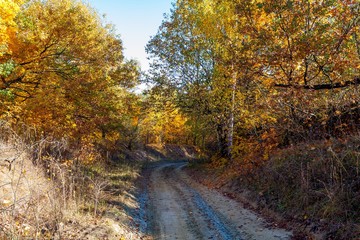 Golden autumn in the forest.