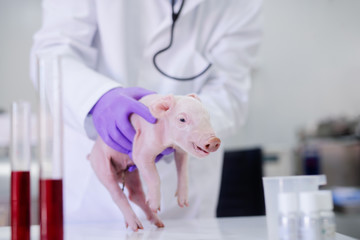 Veterinarian examining little piglet.  Focus on piglet..