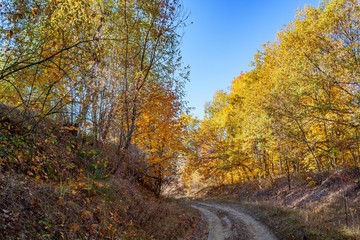 Fototapeta premium Golden autumn in the forest.