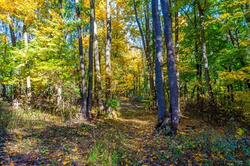 Fototapeta premium Golden autumn in the forest.