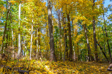 Golden autumn in the forest.