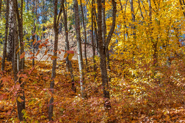 Golden autumn in the forest.