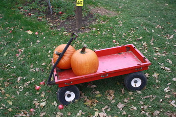 fall, autumn, apples, orchard, red, gold, golden, leaves, pumpkins, orange
