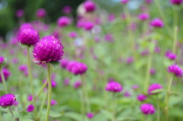 Fototapeta na wymiar Bright purple clover flowers. Wonderfull wallpaper with greens in thebackground.