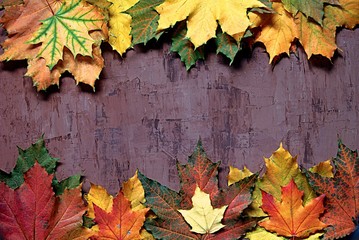 Multi-colored maple leaves on a dark brown background. Top view, copy space.