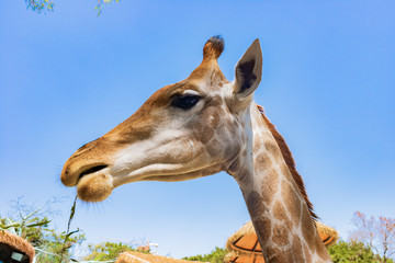 feeding giraffe in a zoo