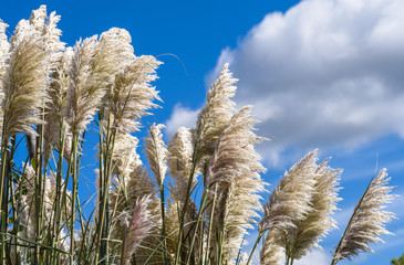 Pampas Grass