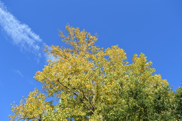 Fototapeta premium Herbstlich gefärbte Pappel vor blauem Himmel mit Cirruswolken