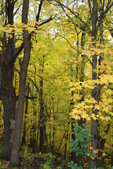 fall, autumn, apples, orchard, red, gold, golden, leaves, pumpkins, orange