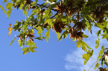 Fototapeta premium Feldahorn Blätter und Früchte vor blauem Oktober-Himmel