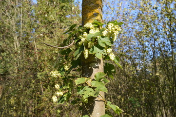 Wilder Hopfen (Humulus lupulus)  im Herbst am Niederrhein bei Korschenbroich