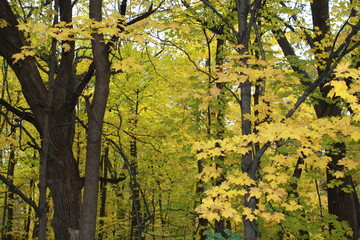 fall, autumn, apples, orchard, red, gold, golden, leaves, pumpkins, orange