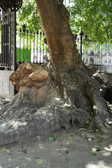 The roots of the old tree in the park