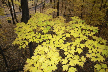fall, autumn, apples, orchard, red, gold, golden, leaves, pumpkins, orange