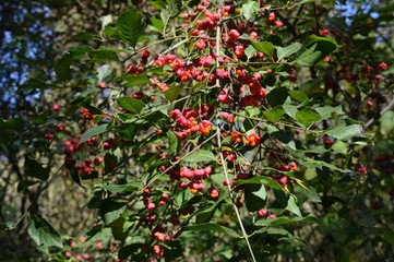 Obraz premium Gewöhnlicher Spindelstrauch mit reifen Früchten (Euonymus europaeus )