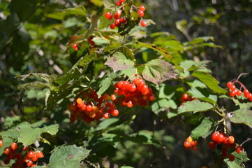 Früchte des Gemeinen Schneeballs (Viburnum opulus)