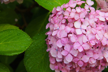 Pink hydrangea with a blue heart: delicate petals in green leaves, bud consists of small inflorescences. Beautiful fragrant flower.